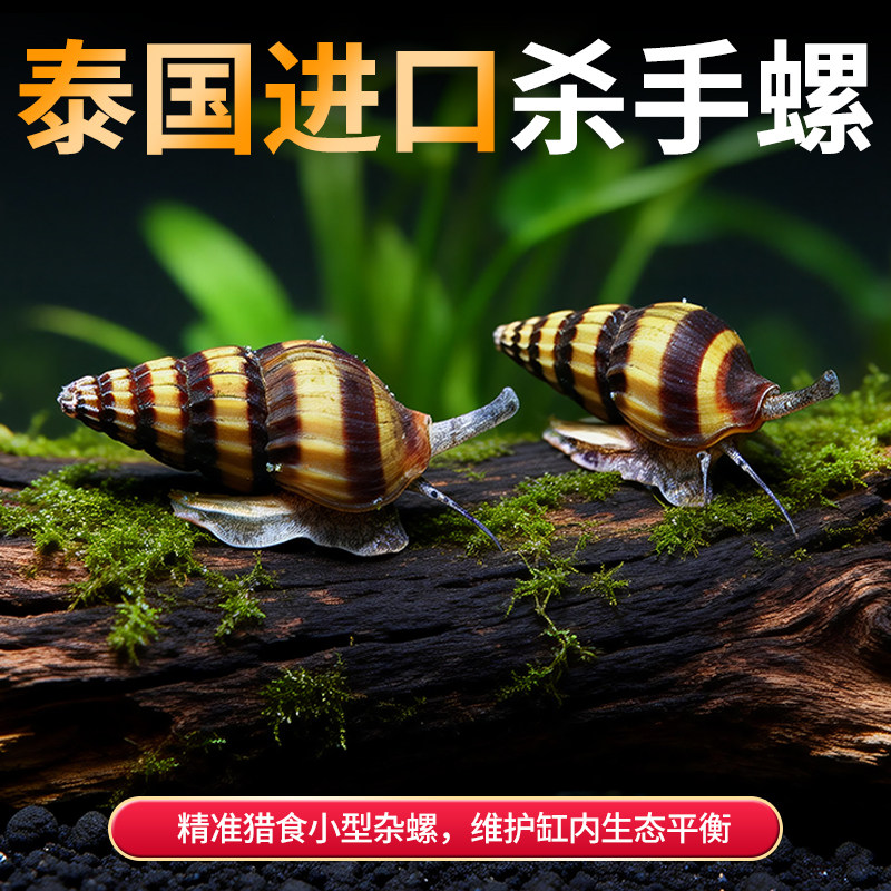 鱼缸清洁杀手螺鱼缸清洁螺观赏除藻螺苹果螺黑金刚螺斑马螺黄金螺,宠物/宠物食品及用品,螺,淘宝优惠券,粉丝福利购,淘宝优惠卷