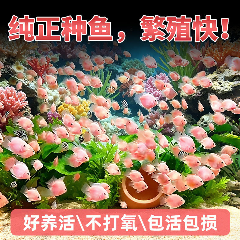 迷你鹦鹉鱼观赏鱼活体淡水鱼苗好养耐活白金宝蓝鹦鹉鱼可繁殖种鱼