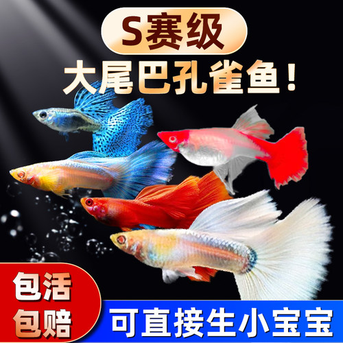 新手好养孔雀鱼，自来水也能养活