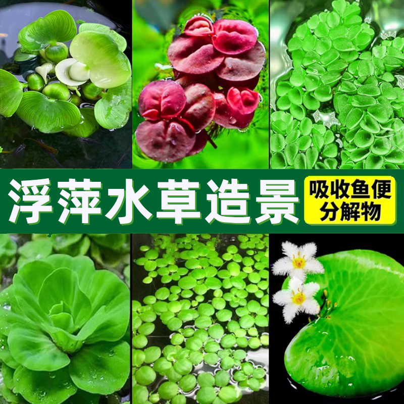 水葫芦无需底沙水培生态