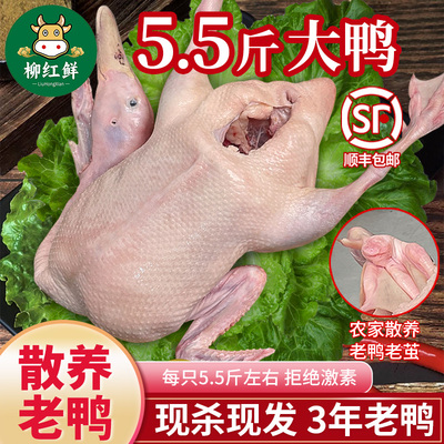 广西散养老鸭三年土鸭子约5.5斤