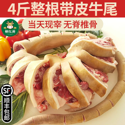 新鲜牛尾巴整根带皮牛尾骨