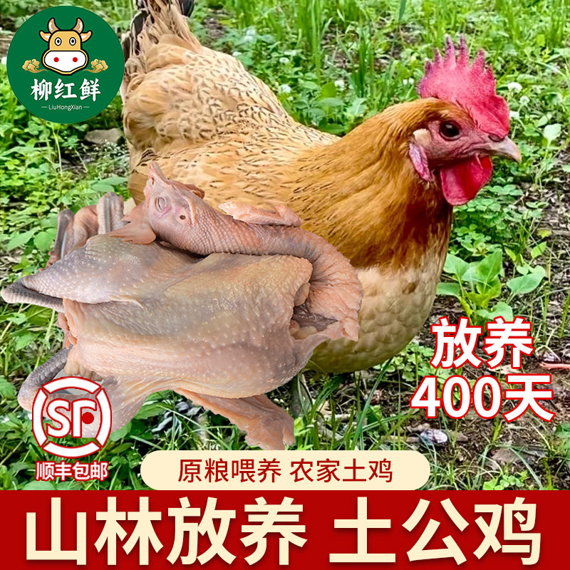 农家散养土鸡老母鸡现宰土鸡孕妇炖汤月子鸡走地鸡农村土鸡