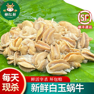 新鲜蜗牛肉 冷冻白玉蜗牛肉高蛋白低脂肪法式蜗牛 可食用烤蜗牛肉