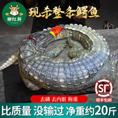 现杀整条鳄鱼 烤全鳄 整只20斤鳄鱼 新鲜鳄鱼腿肉 人工养殖暹罗鳄