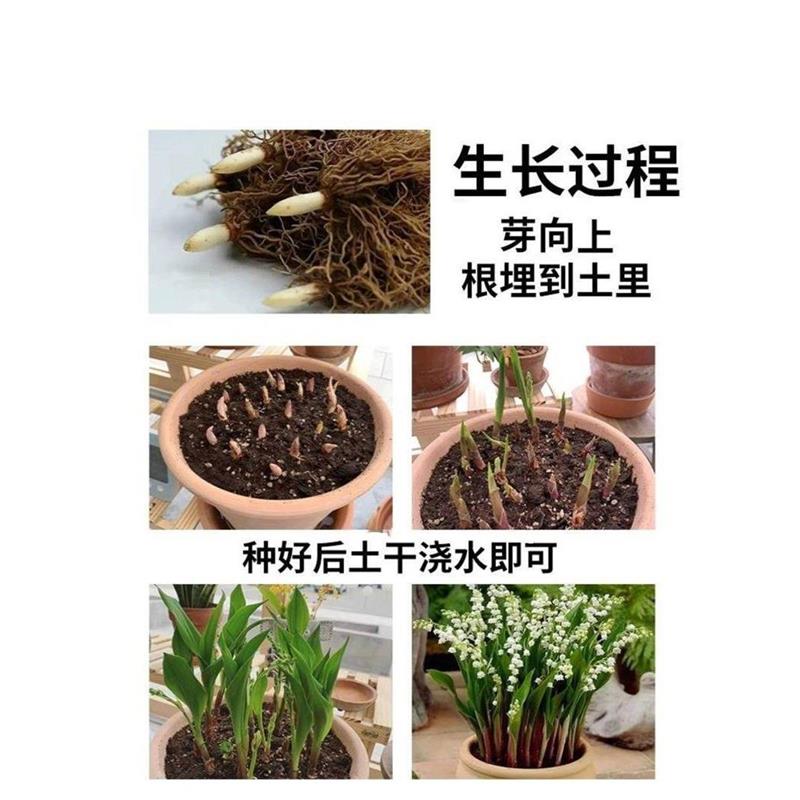 耐寒耐冻花卉铃兰花盆栽带花苞冬天不怕冻的植物铃适合室内养的花