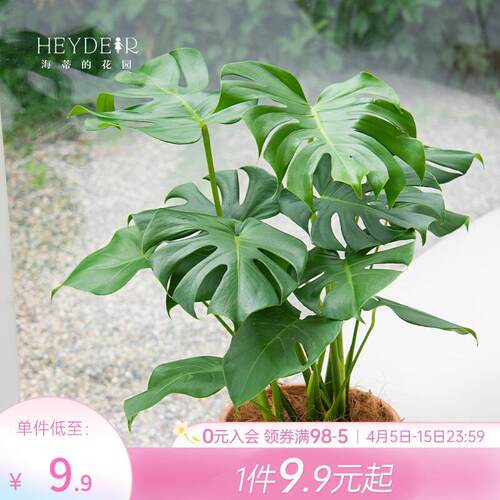 海蒂的花园龟背竹绿植室内盆栽客厅绿植花卉室内植物花发财树绿萝