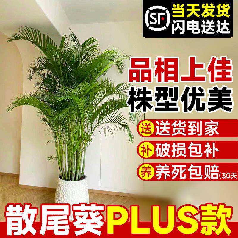 夏威夷竹子凤尾竹盆散葵室内尾客厅大型绿植好养植栽物盆景BZ-XWY
