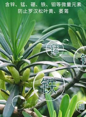 罗汉专松专用土专msh-212Z营养土专用料中用国农大研发漫生活利肥