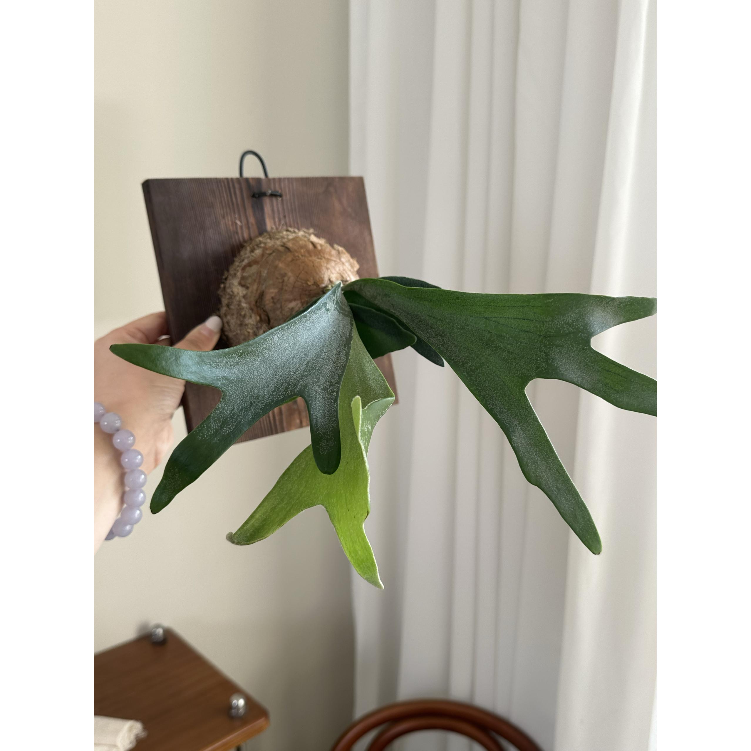 鹿角蕨室悬挂懒人内植物220挂壁绿植藓蕨类懒人苔垂吊鹿观角蕨叶