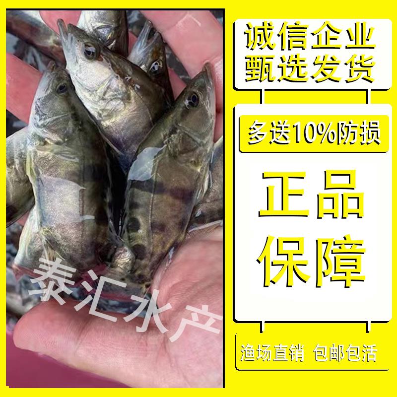 鳜苗桂花鱼鳜鱼苗淡水养殖鱼食用苗鱼大眼鳜斑鳜鱼肉食活体白鳜翘
