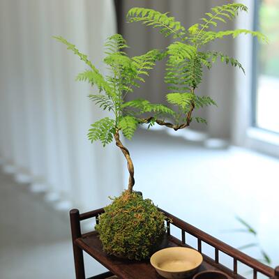 蓝色花苔藓球绿植水培植物书房茶室楹客厅桌面造小盆栽ISH型盆景