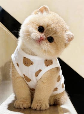 小猫咪衣服夏季薄款背心纯棉透气布偶加菲猫家居服幼猫狗狗空调衣