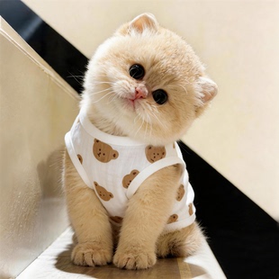 小猫咪衣服夏季薄款背心纯棉透气布偶加菲猫家居服幼猫狗狗空调衣