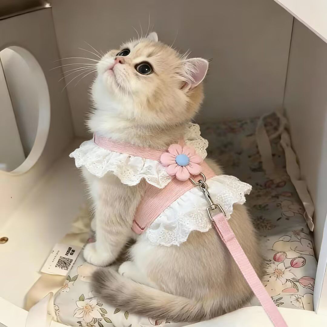 猫咪牵引绳背心式jk裙背带可调节幼猫遛猫绳子防挣脱宠物薄款衣服