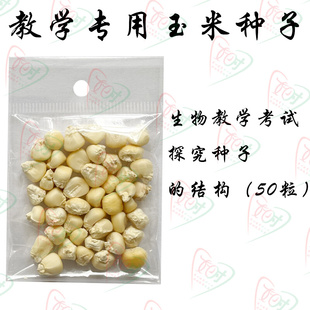 。生物中考实验教学种子 探究菜豆 玉米种子结构以及萌发实验用种
