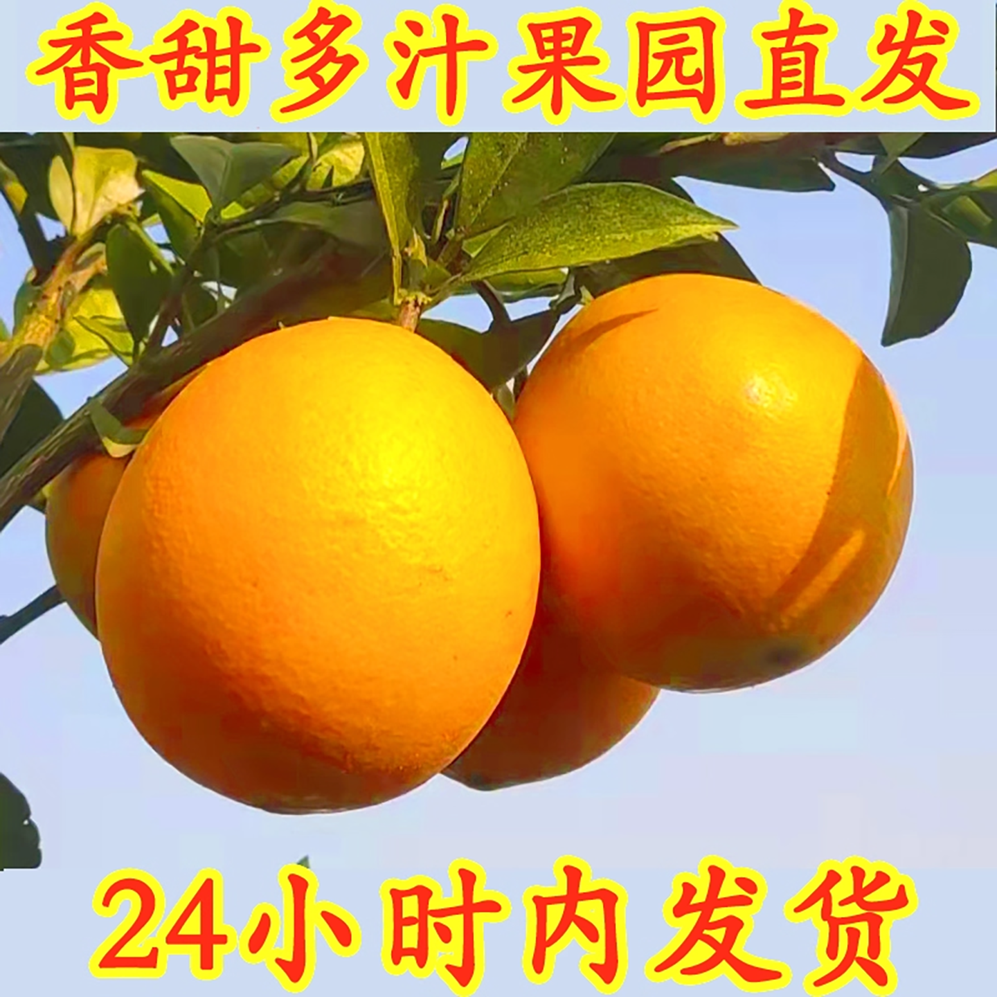 橙子宜昌纽荷尔脐橙新鲜薄皮甜橙