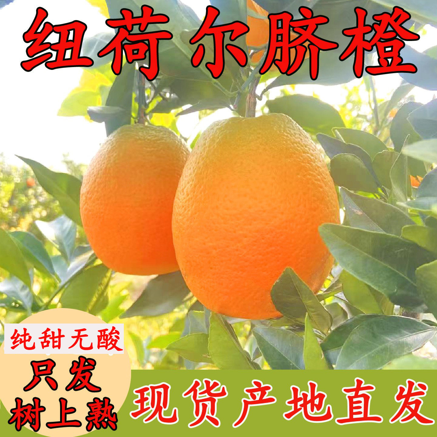 现摘纽荷尔脐橙新鲜大果橙子