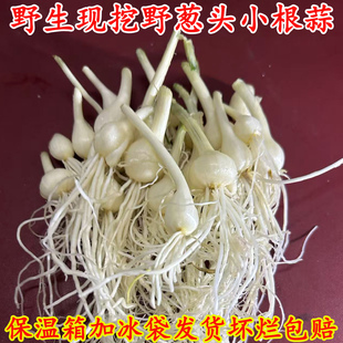 野葱新鲜野生蔬菜小根蒜大脑瓜野菜野葱头野蒜胡葱当季沙葱野韭菜