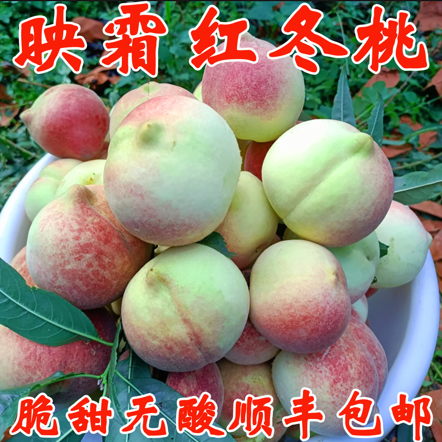 冬桃新鲜水果桃子脆甜映霜红现摘