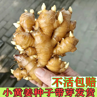 姜种带芽小黄姜种正宗云南本地生姜种子带苗盆栽老姜种植苗黄姜种