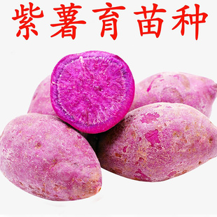 紫薯种籽水晶紫薯种新鲜农家自种红薯苗种蜜薯糖心西瓜红种薯种子