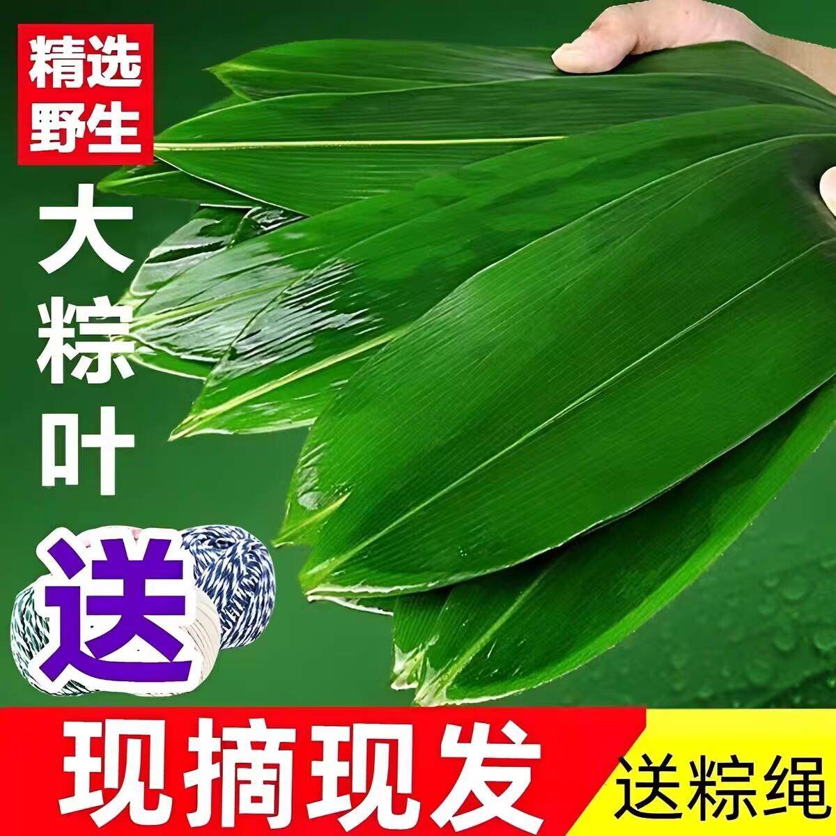 粽叶粽子叶免邮新鲜大号干家用竹叶包粽子的粽叶特大码棕叶非芦苇