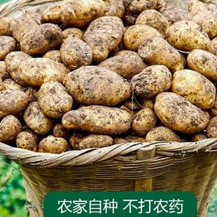 贵州威宁2025年新鲜土豆土特产马铃薯老品种米拉洋芋口感软糯香甜