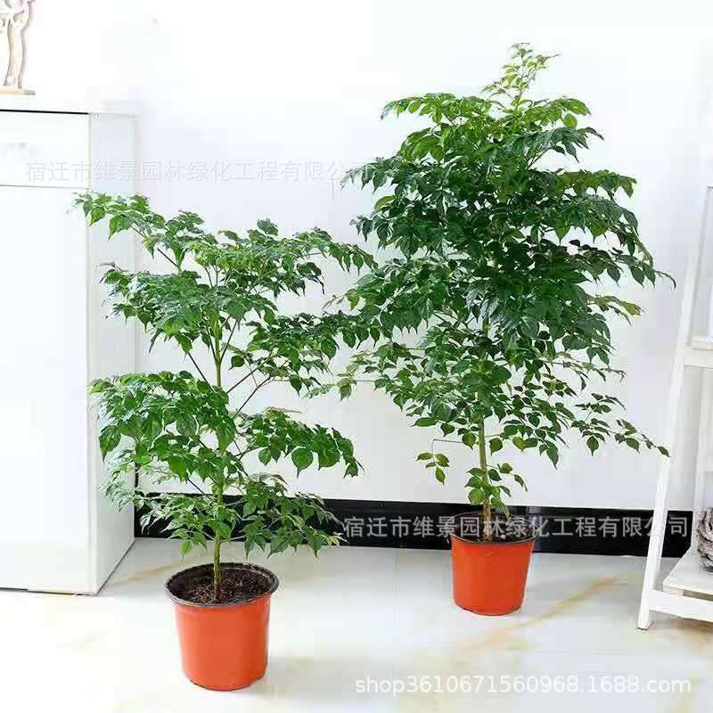 小幸福树盆栽植物办公室内室外盆景桌面花卉绿植好养招财树
