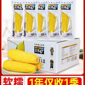 北纬47度玉米北纬47度鲜糯玉米旗舰店北纬47度黄糯鲜玉米