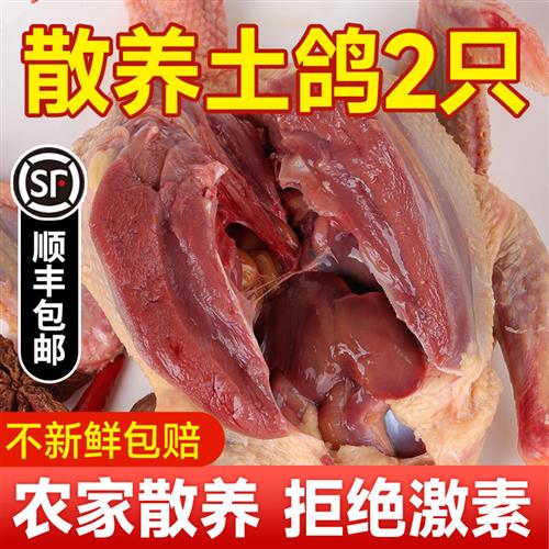 鸽子新鲜现杀炖汤农家散养2只非活老鸽子肉活物土鸽子肉乳鸽生鲜