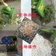 热销切草机铡草机养殖电动青饲料碎草机机牛羊家用小型青草粉碎猪