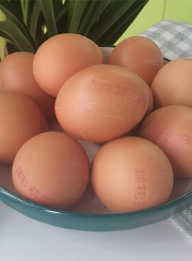 牧尔山正宗高原农家天然散养新鲜无菌无抗鸡蛋健康天然绿色食品