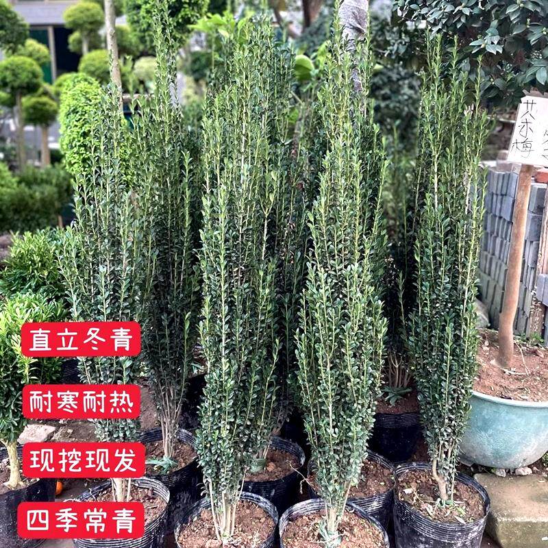 直立冬青树苗进口朝天笔花境植物四季长青日本冬青钝齿庭院绿篱笆