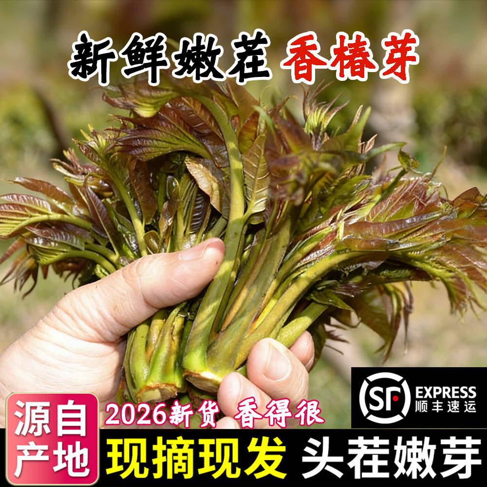 2026新鲜头茬香椿芽嫩芽当季野生香椿头绿油香椿叶现摘春芽整箱