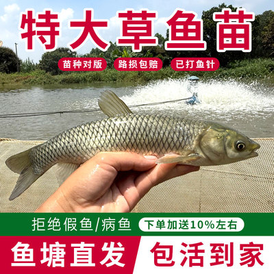 渔场直发保真发货加送10%防损