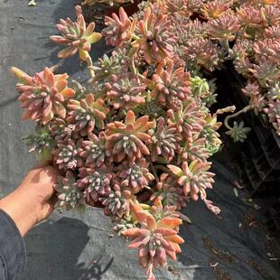 老桩多肉植物超大群生秋丽新手室内阳台盆栽花卉皮实好养耐寒耐热