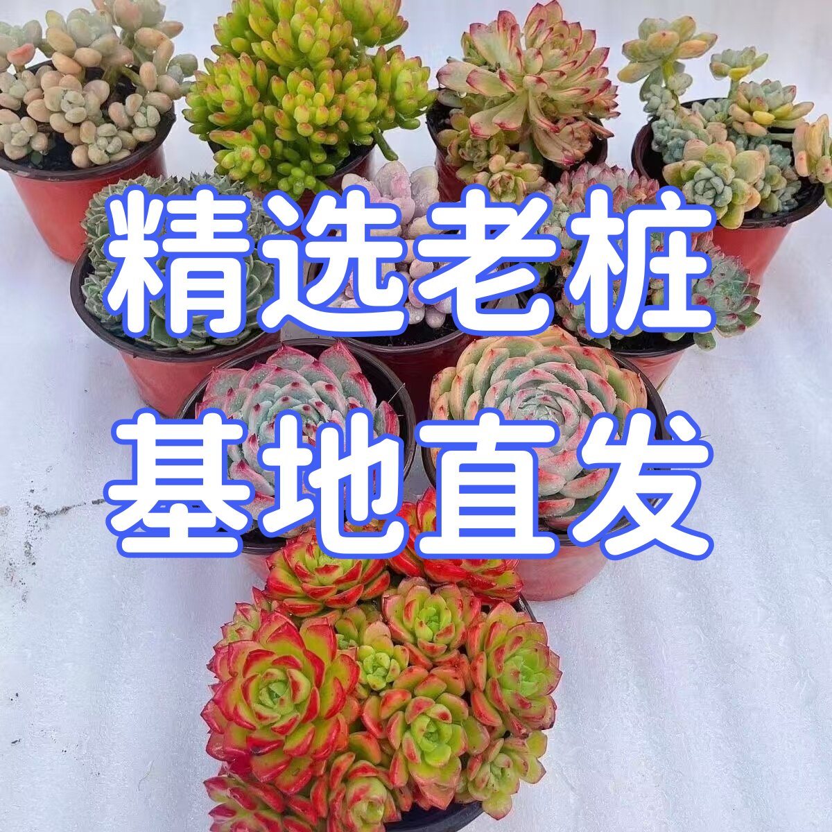 超大颗多肉组合盆栽云南基地直发