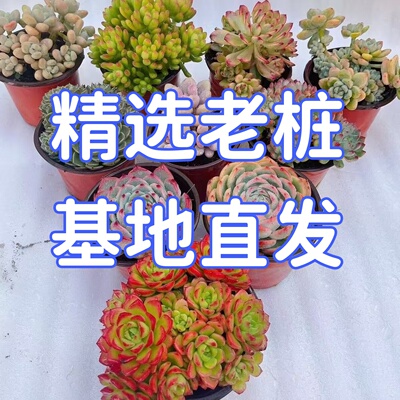 超大颗多肉组合盆栽云南基地直发