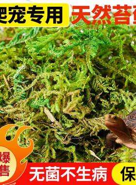 干苔藓爬宠专用乌龟冬眠窝椰砖椰土青苔兰花蝴蝶兰种植营养土垫材