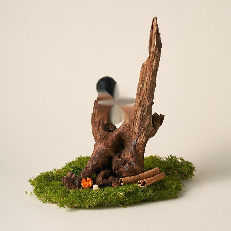 天然沉木造景枯木拍照道具树枝木头装饰静物摄影陈列摆件干花