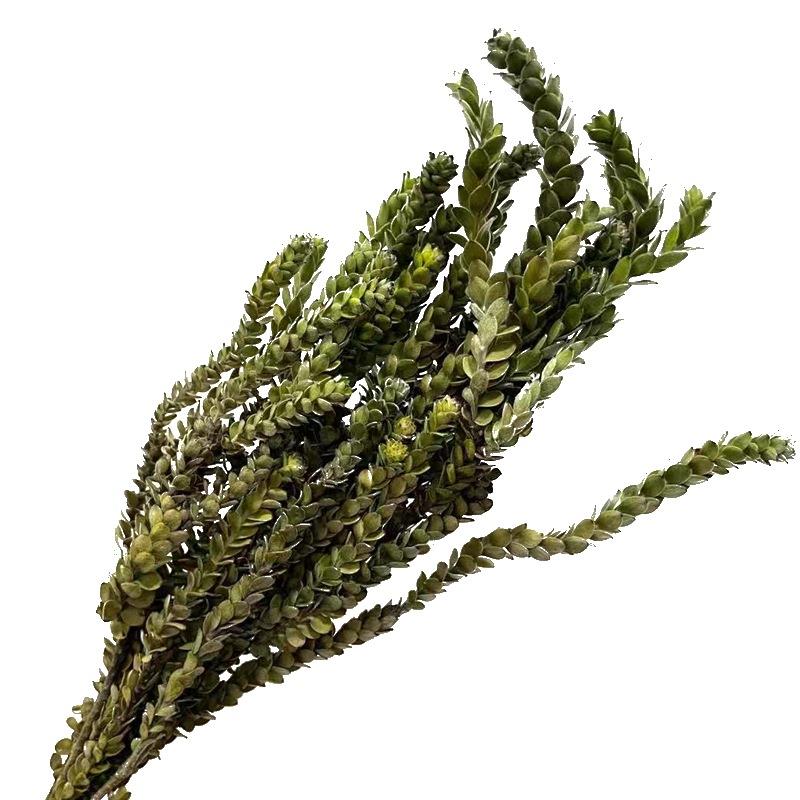 进口永生黄杨藤工艺品相框软装插花专用