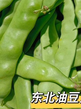 东北紫花油豆角现摘新鲜正宗无筋当季农家油豆蔬菜