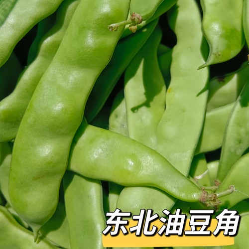 东北紫花油豆角现摘新鲜正宗无筋当季农家油豆蔬菜