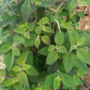 云南野坝子凉茶野坝蒿香苏扫把茶天然养生凉茶可泡茶煮鸡清热鲜货