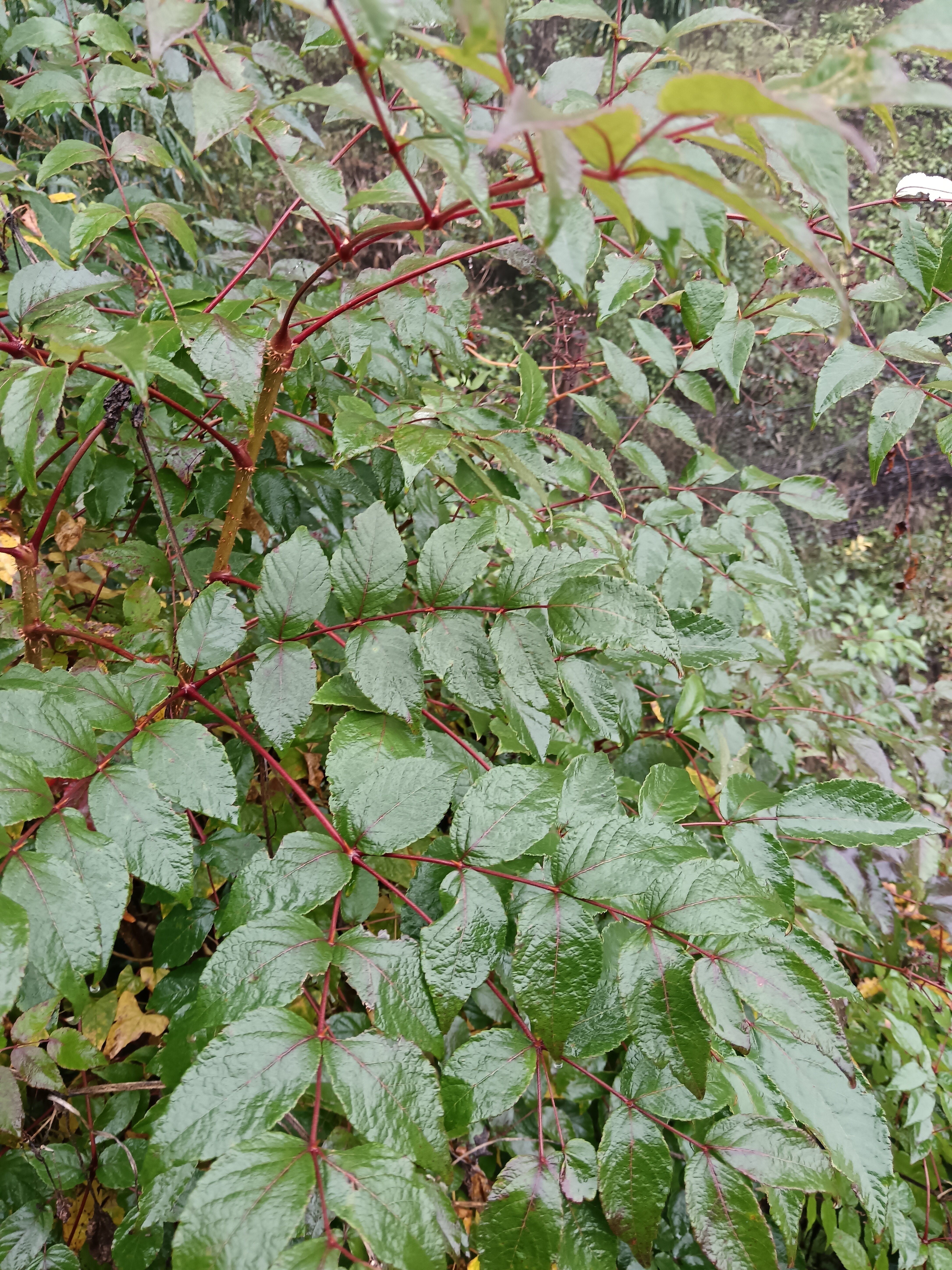 云南大山里的原生态新鲜楤木刺椿树鸟不宿海桐皮新鲜枝叶现采现发
