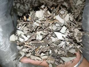 云南野坝子茶中药材煮鸡清火泡水清凉清热降火中草药材自然晒干