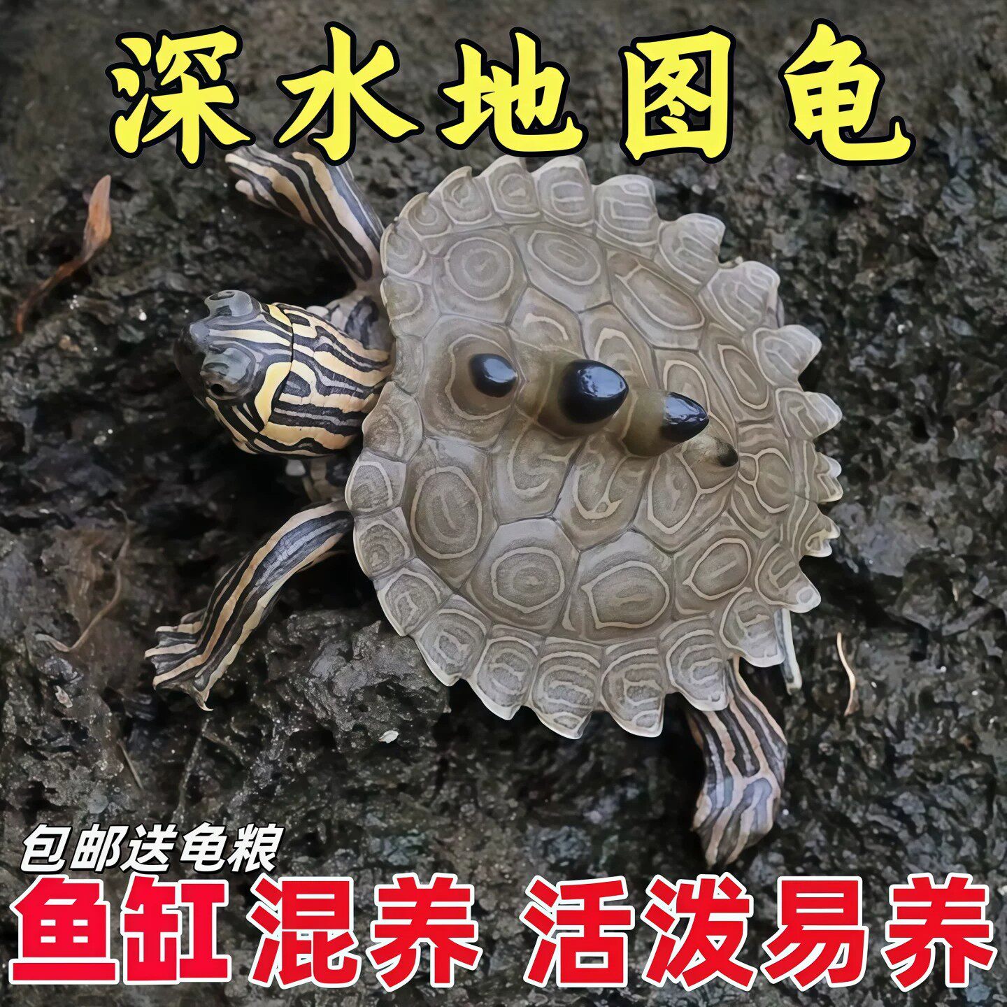 高级天使眼精品深水龟龟二哈图片