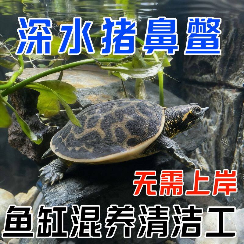 正宗猪鼻鳖深水珍珠鳖鱼缸混养清道夫美国鳖甲鱼乌龟水草观赏宠物