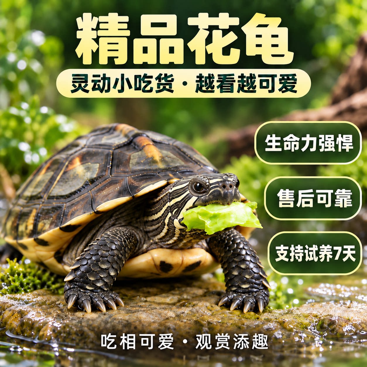 中华花龟珍珠龟小乌龟活体六线草龟苗活物宠物龟长寿观赏小乌龟